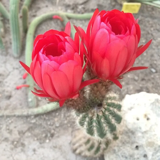 Two vivid red flowers on a small cactus, against a backdrop of dry soil.